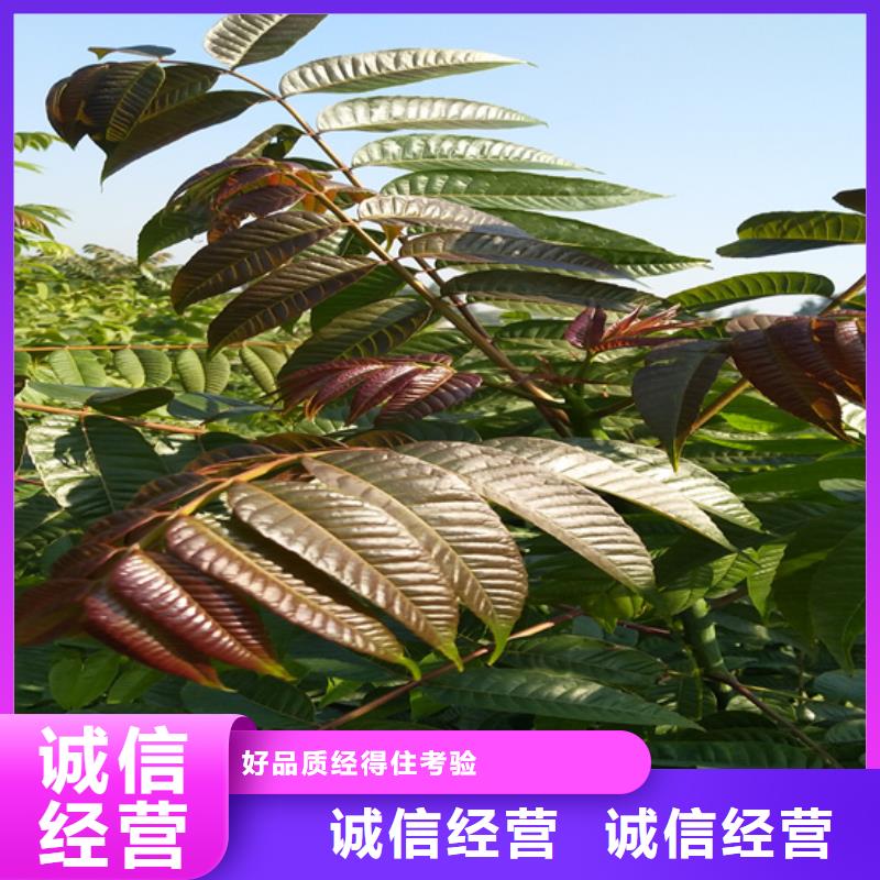 香椿樱桃苗质保一年