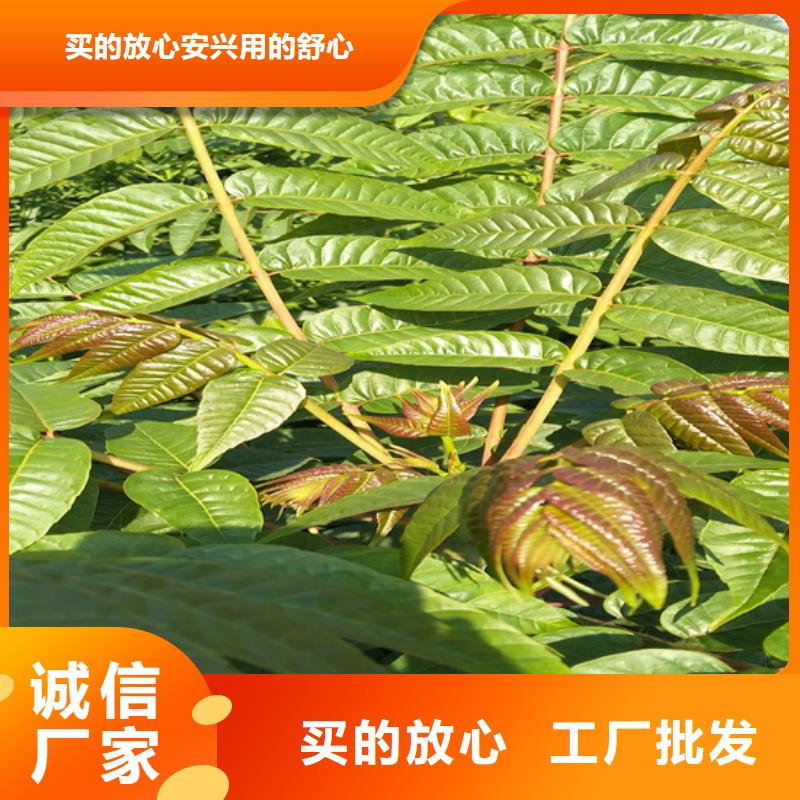 香椿板栗苗经久耐用