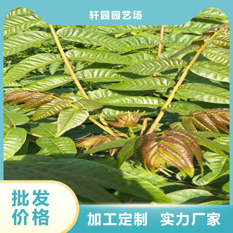 香椿_梨树苗定制不额外收费