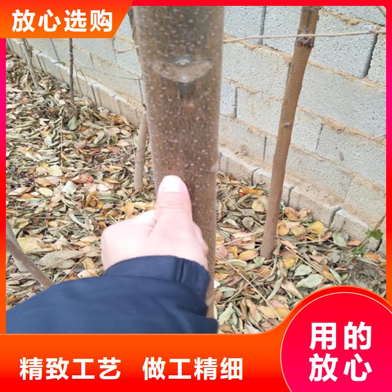 香椿,樱桃苗市场行情