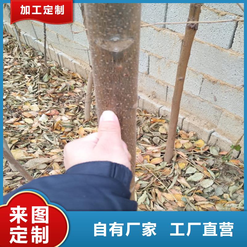 香椿杏树苗现货供应