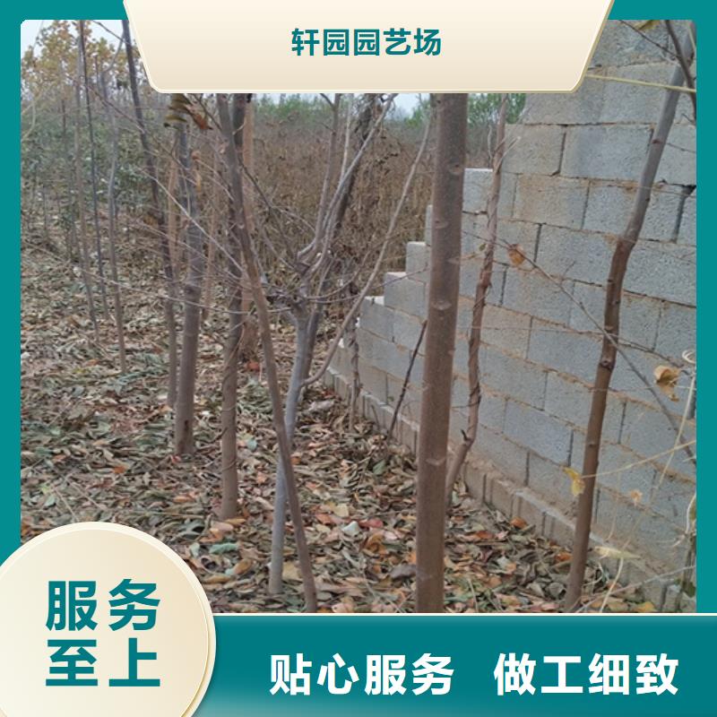 香椿板栗苗经久耐用