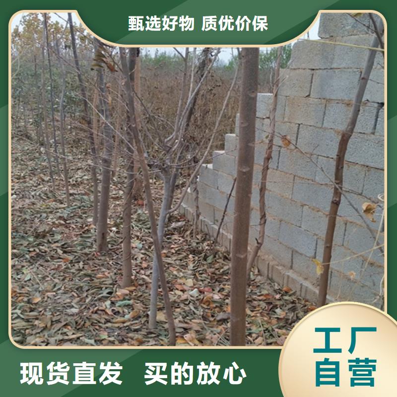 玛瑙红石榴苗-视频-山东省烟台市轩园玛瑙红石榴苗可服务区域莱阳|芝罘|德州|滨州|潍坊|威海|济南|聊城|莱芜等