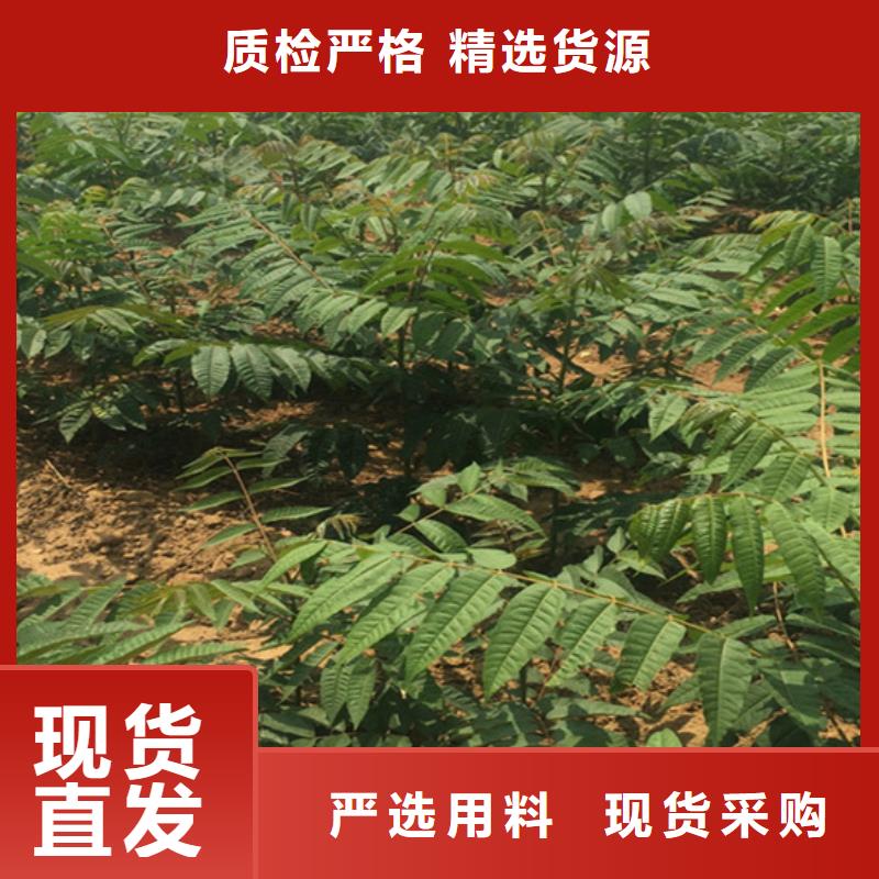 【香椿】梨树苗来图加工定制