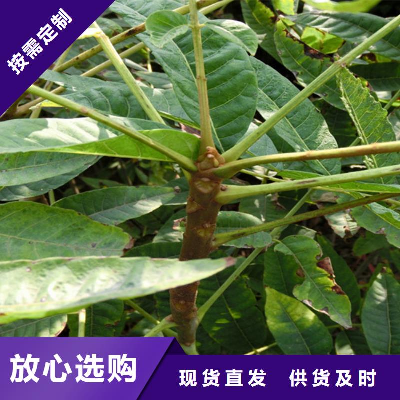玛瑙红石榴苗-视频-惠水|贵定|安顺|铜仁|六盘水|贵阳|黔东南|毕节轩园玛瑙红石榴苗_ 轩园园艺场(黔南市分公司)