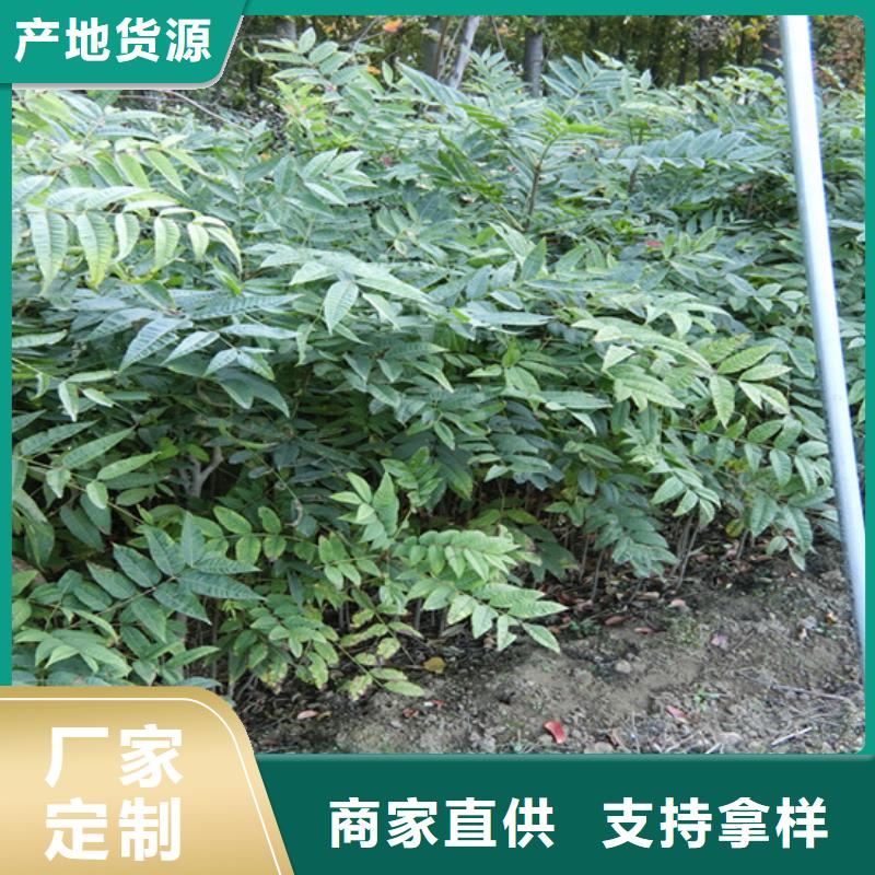 玛瑙红石榴苗视频-贵州省黔南市|福泉|贵定|六盘水|黔西南|毕节|黔东南玛瑙红石榴苗-轩园