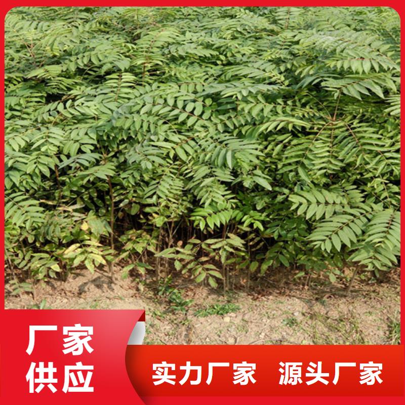 香椿桃树苗大品牌值得信赖
