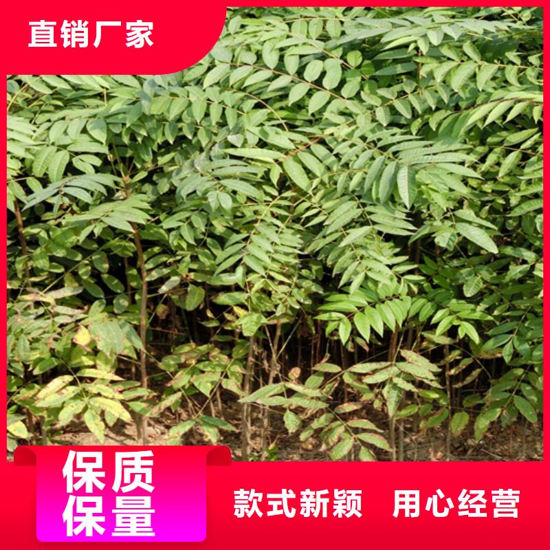 【香椿苹果苗注重细节】