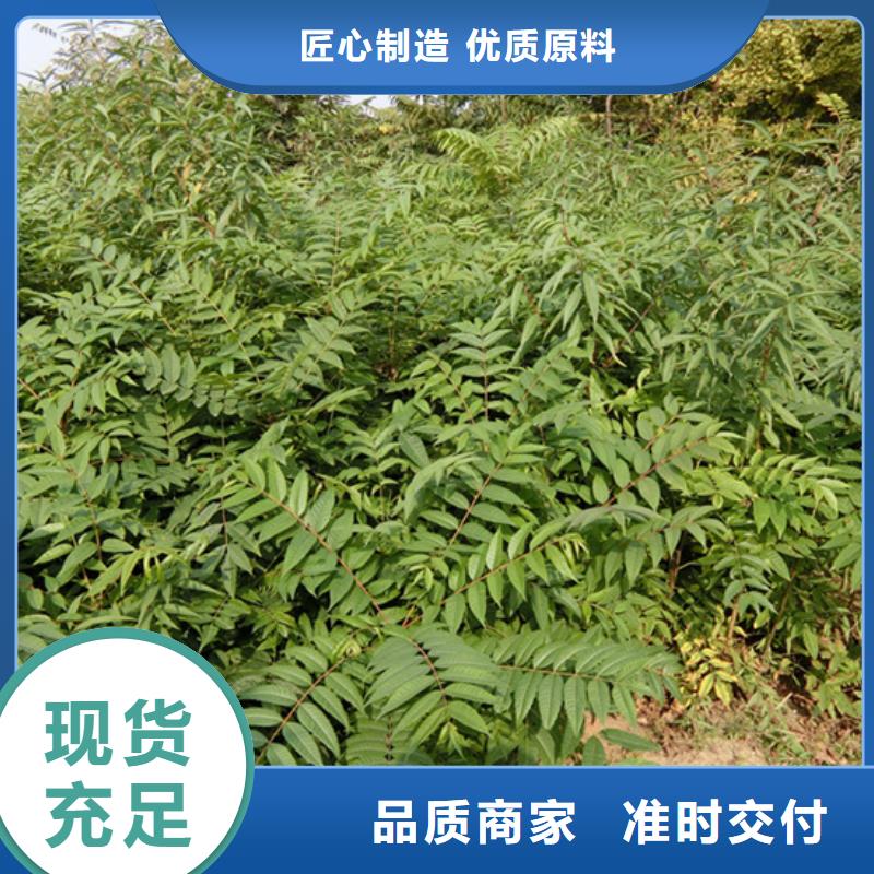 香椿-草莓苗源厂定制