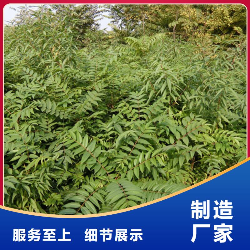 香椿,草莓苗实力优品