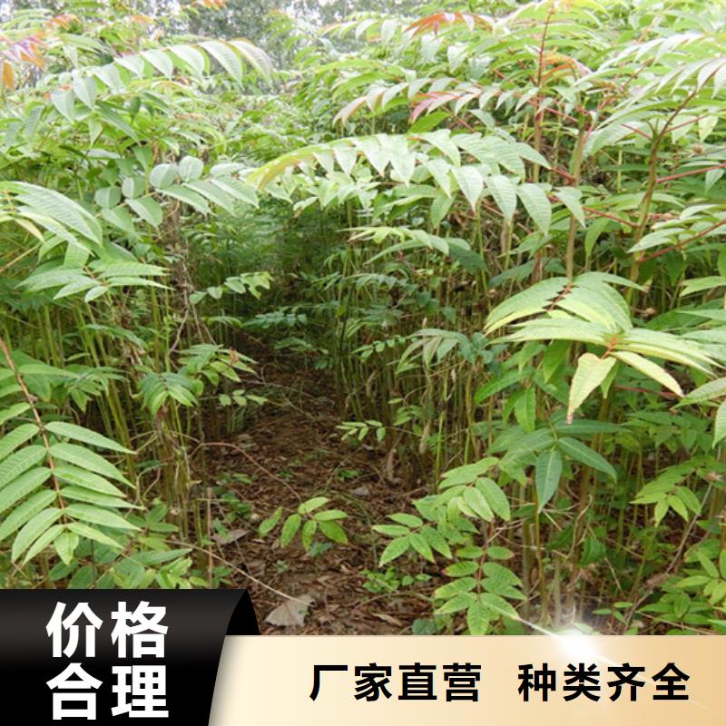 香椿_梨树苗定制不额外收费