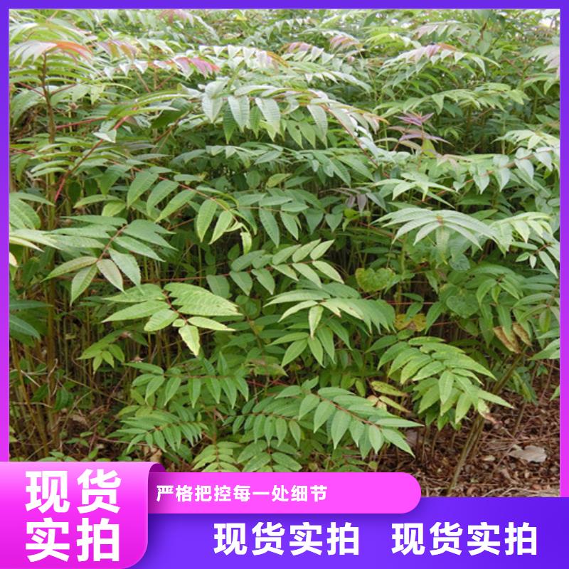 香椿蓝莓苗做工精细