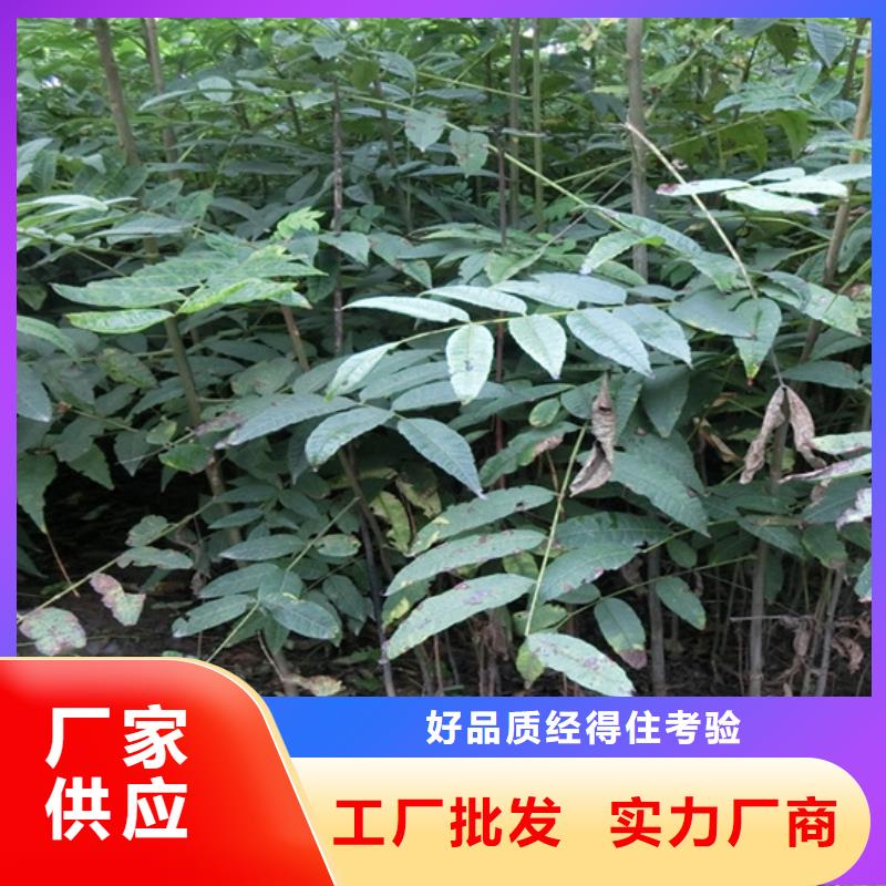 【香椿苹果苗注重细节】