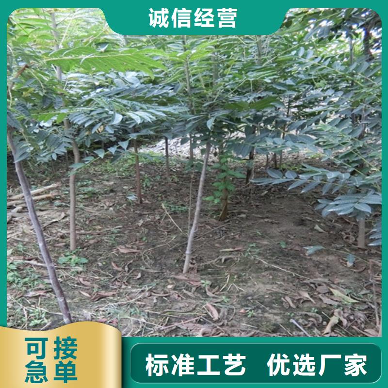 【香椿-嘎啦苹果售后无忧】