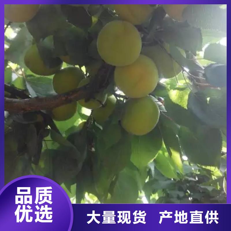 杏【苹果苗】好货直销