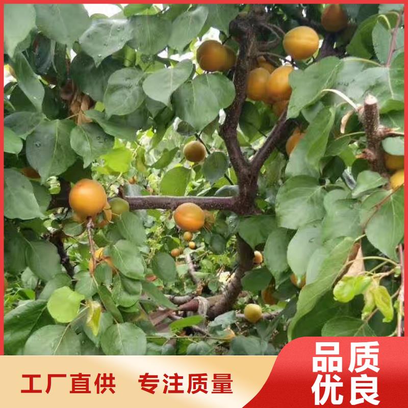 玛瑙红石榴苗-视频-毕节市玛瑙红石榴苗-轩园园艺场(毕节市分公司)服务区域织金|赫章|贵阳|黔西南|遵义|黔东南|黔南|六盘水