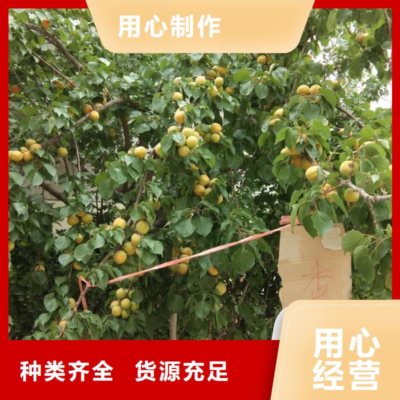 |呼伦贝尔|阿拉善|包头|乌兰察布|鄂尔多斯轩园【 杏_樱桃苗型号齐全】