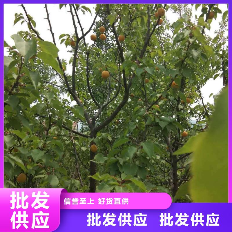 杏-北美冬青产地源头好货