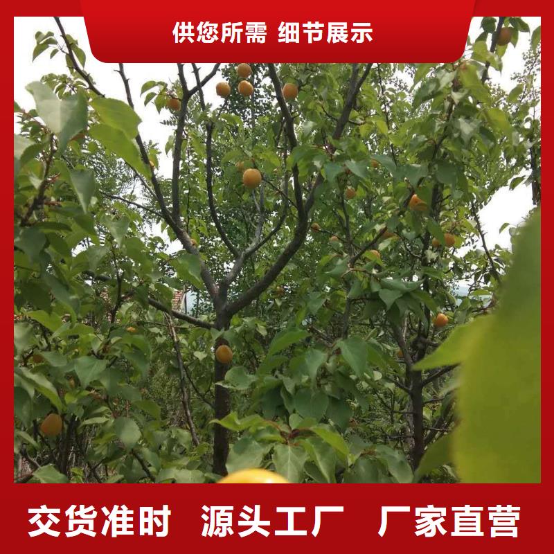 玛瑙红石榴苗-视频-玛瑙红石榴苗(轩园)覆盖地域内蒙古包头|乌海|通辽|呼伦贝尔|乌兰察布