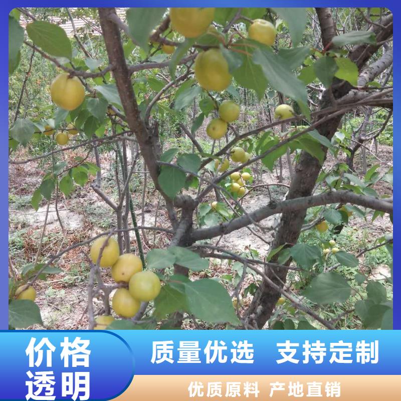 玛瑙红石榴苗视频-贵州省毕节市轩园玛瑙红石榴苗可服务区域纳雍|金沙|安顺|遵义|黔西南|贵阳|六盘水|黔南等