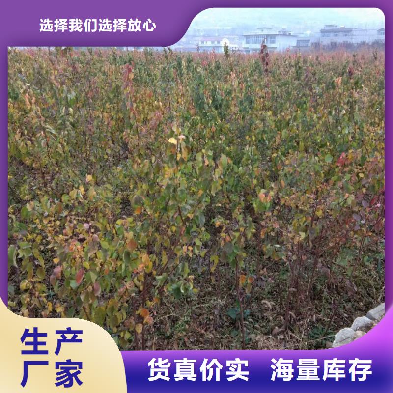 杏李树苗专业信赖厂家