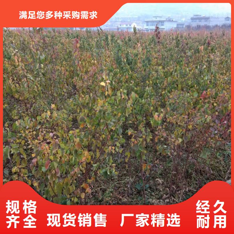 杏桃树苗产品细节参数