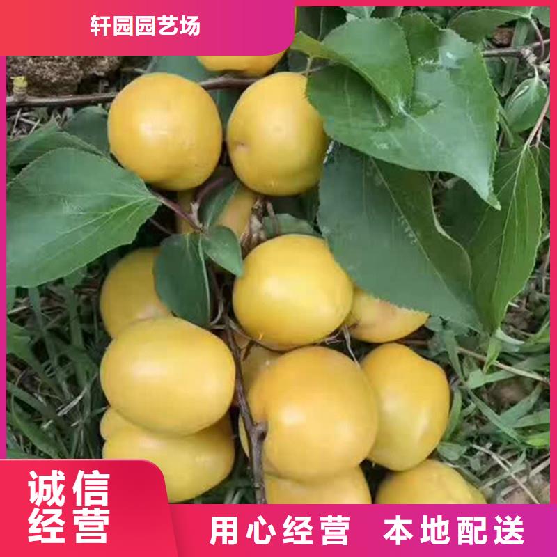 杏-【樱桃苗】快速物流发货-轩园园艺场(毕节市分公司)