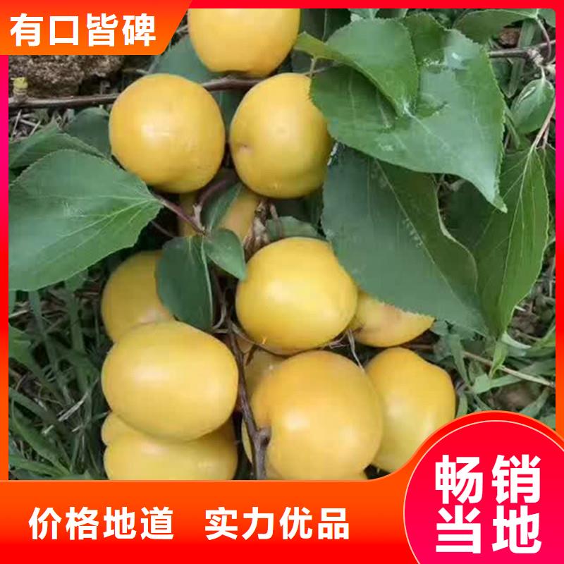 玛瑙红石榴苗-视频-玛瑙红石榴苗(轩园)覆盖地域内蒙古包头|乌海|通辽|呼伦贝尔|乌兰察布