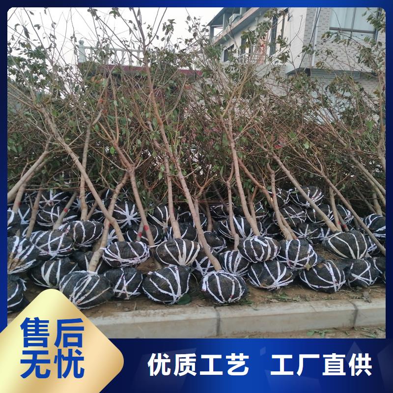 杏樱桃苗厂家拥有先进的设备