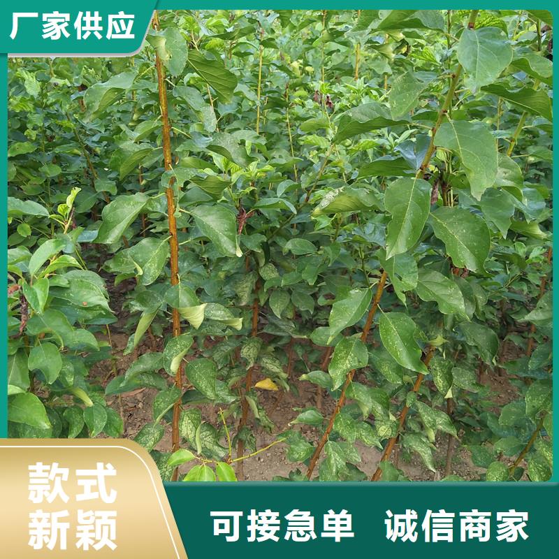 杏_苹果苗客户好评