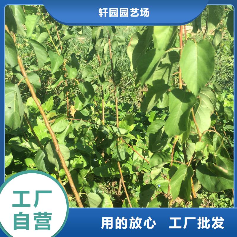 杏【苹果苗】好货直销