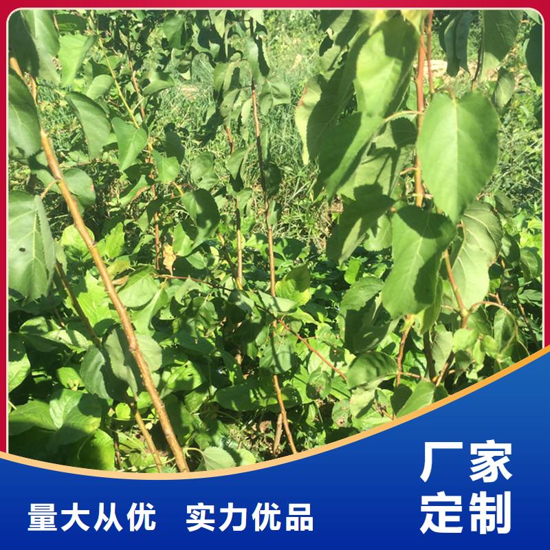杏樱桃苗厂家拥有先进的设备