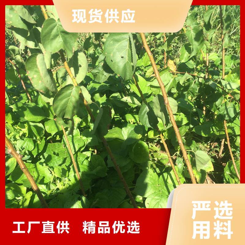 杏无花果苗无中间商厂家直销