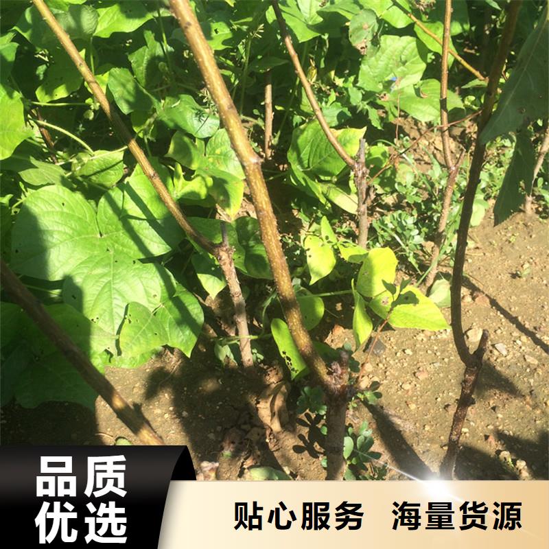 【杏樱桃苗敢与同行比质量】