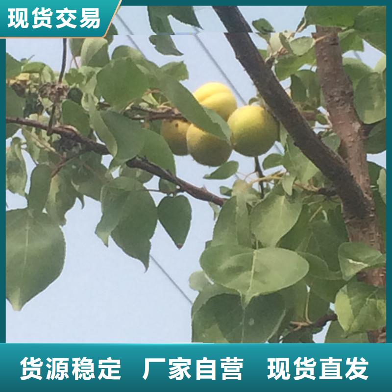 杏樱桃苗厂家拥有先进的设备