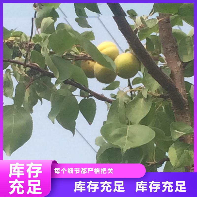 杏-【樱桃苗】快速物流发货-轩园园艺场(毕节市分公司)