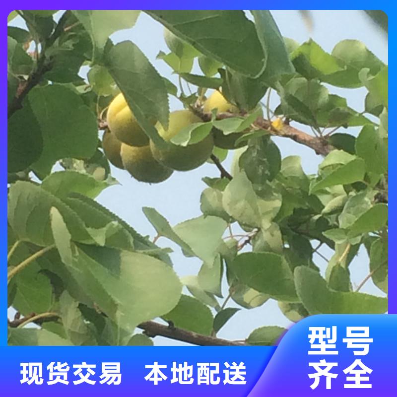 玛瑙红石榴苗-视频-玛瑙红石榴苗(轩园)覆盖地域内蒙古包头|乌海|通辽|呼伦贝尔|乌兰察布