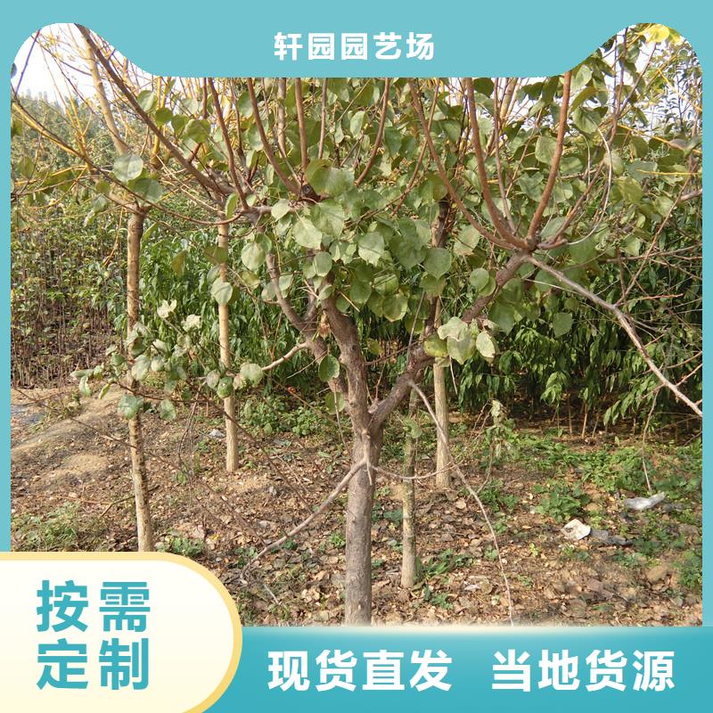 玛瑙红石榴苗视频-内蒙古轩园玛瑙红石榴苗可服务区域呼伦贝尔|鄂尔多斯|呼和浩特|乌兰察布|通辽等