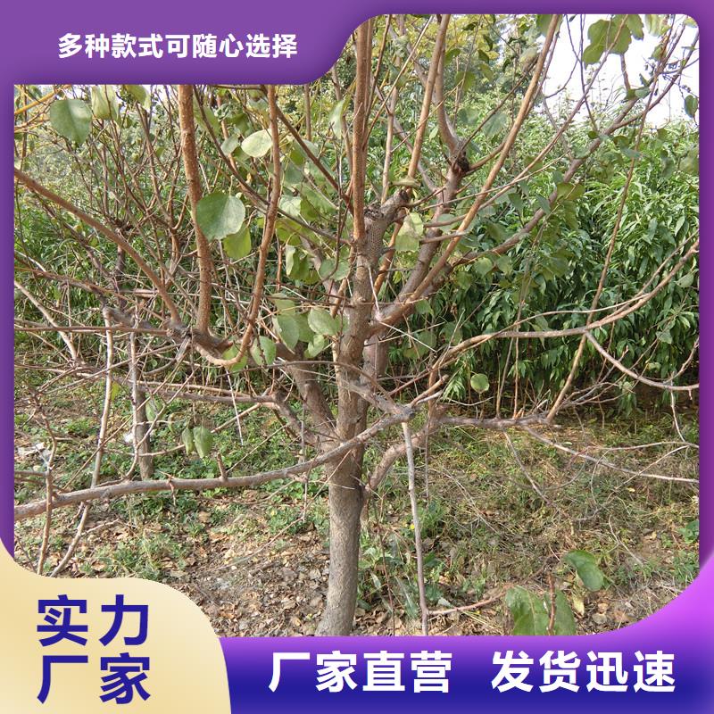 玛瑙红石榴苗轩园杏-【苹果苗】助您降低采购成本