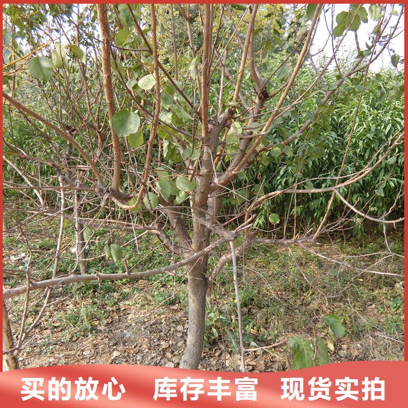 玛瑙红石榴苗视频-贵州省毕节市轩园玛瑙红石榴苗可服务区域纳雍|金沙|安顺|遵义|黔西南|贵阳|六盘水|黔南等