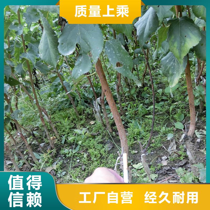 杏【苹果苗】好货直销