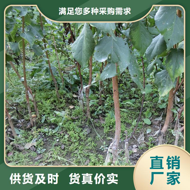 杏,石榴树源头实体厂商
