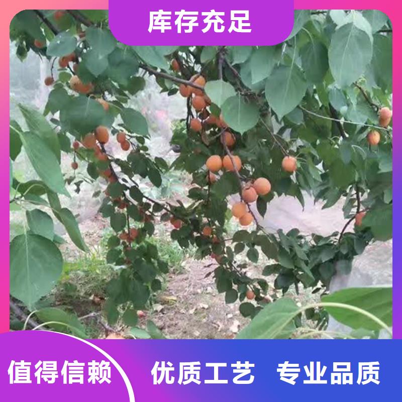 玛瑙红石榴苗-视频-毕节市玛瑙红石榴苗-轩园园艺场(毕节市分公司)服务区域织金|赫章|贵阳|黔西南|遵义|黔东南|黔南|六盘水