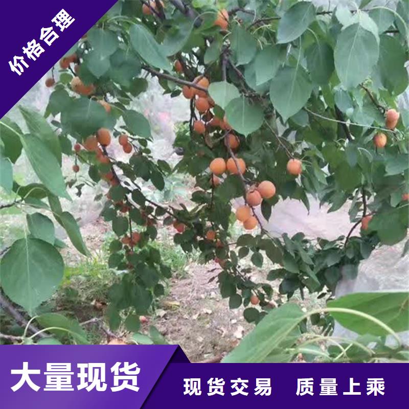 玛瑙红石榴苗轩园杏-【苹果苗】助您降低采购成本