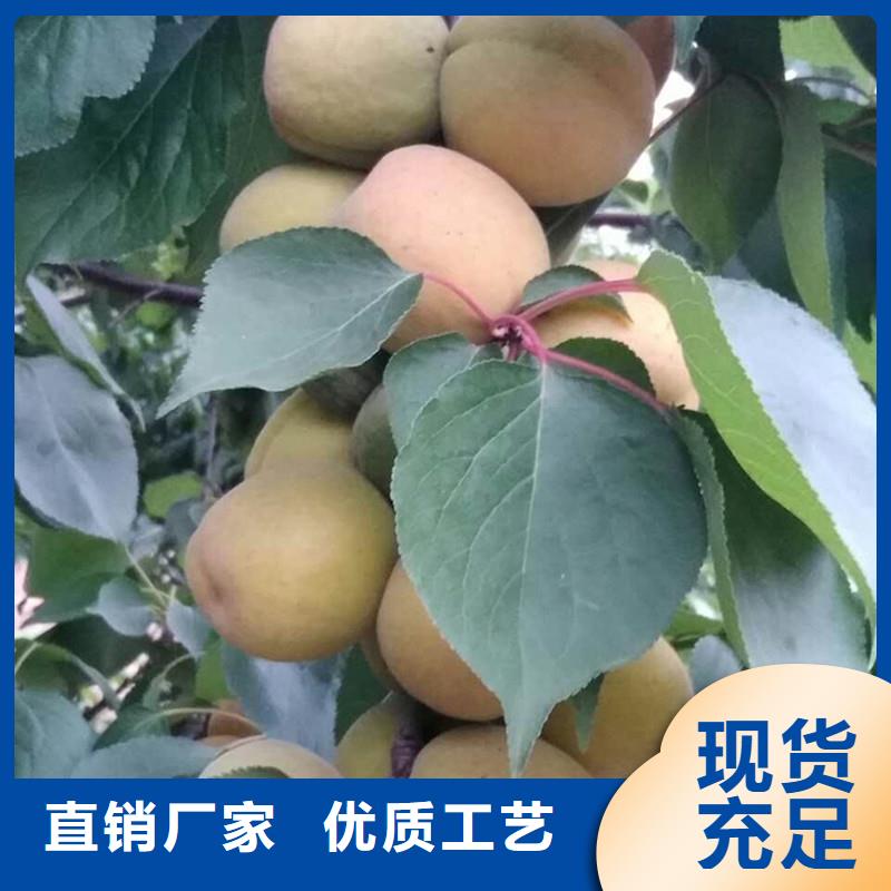 杏无花果苗满足客户所需