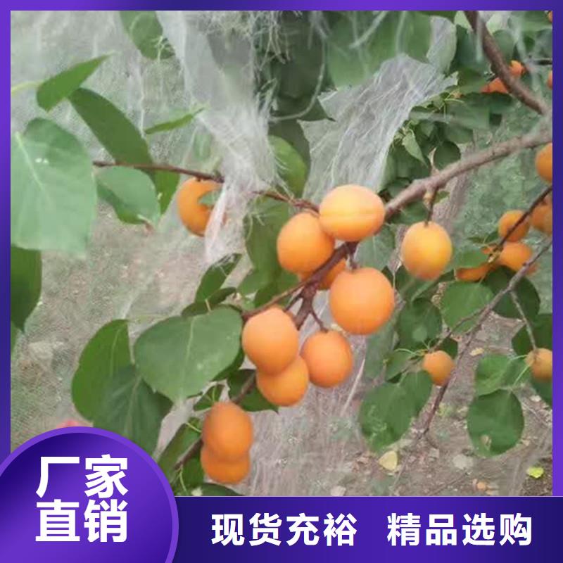 杏梨树苗专业生产N年