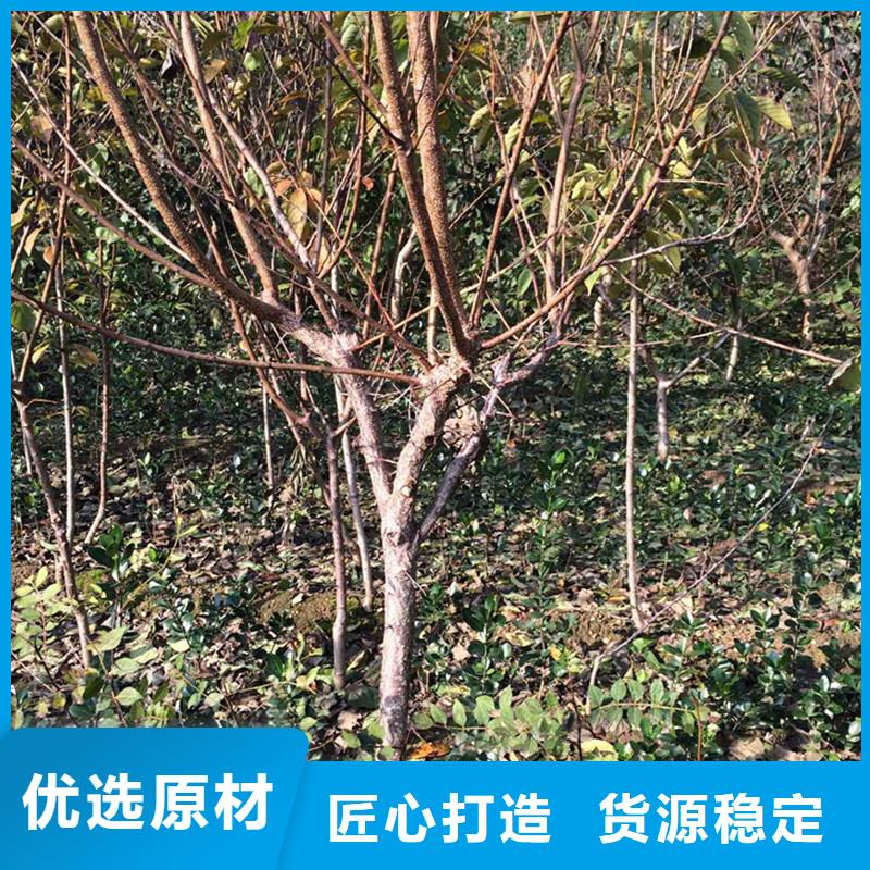 杏樱桃苗厂家拥有先进的设备