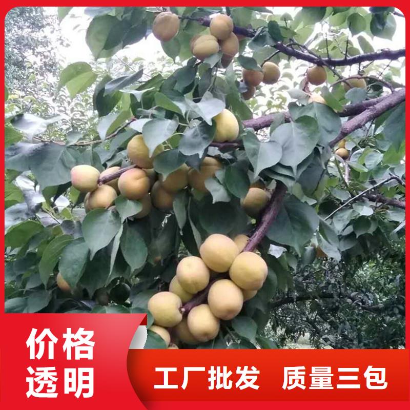 玛瑙红石榴苗-视频-毕节市玛瑙红石榴苗-轩园园艺场(毕节市分公司)服务区域织金|赫章|贵阳|黔西南|遵义|黔东南|黔南|六盘水