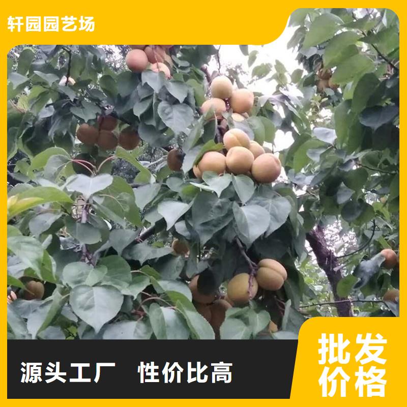 杏无花果苗满足客户所需