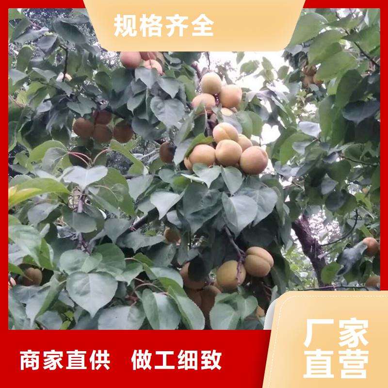 玛瑙红石榴苗-视频-毕节市玛瑙红石榴苗-轩园园艺场(毕节市分公司)服务区域织金|赫章|贵阳|黔西南|遵义|黔东南|黔南|六盘水